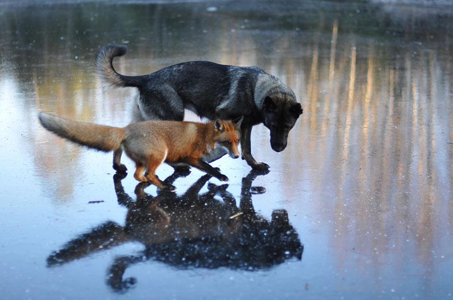 Hunden forsvinner inn i skogen hver dag, og eieren får et sjokk når han ser hvorfor