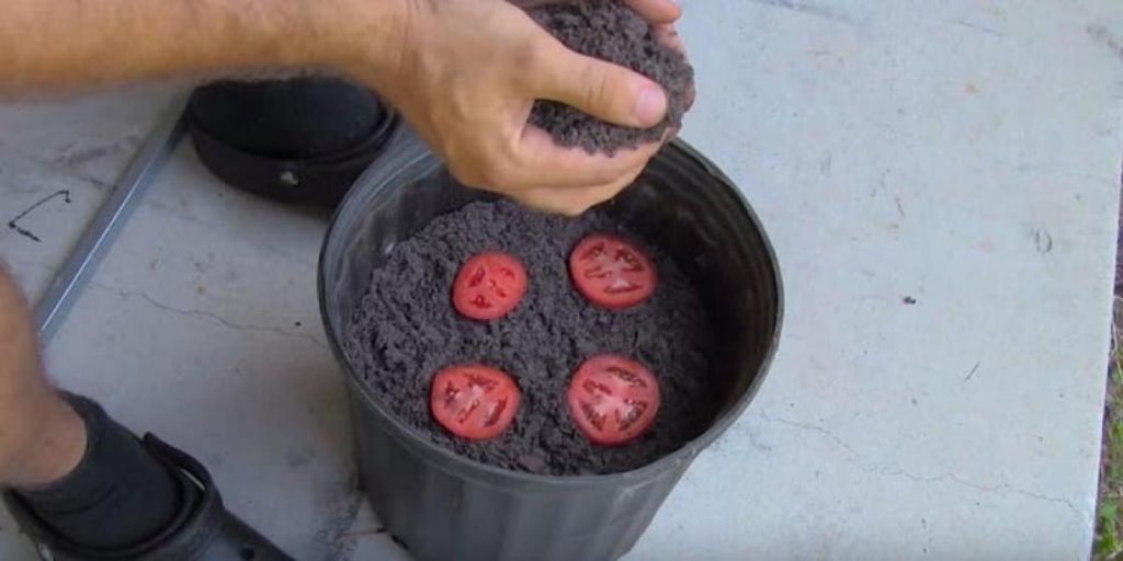 Han skjærer tomaten i tynne skiver – 2 uker senere venter en liten overraskelse