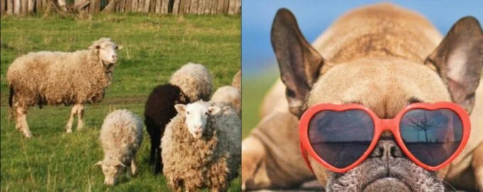 Ser du bare sauer? Da har du 8 sekunder på å finne hunden