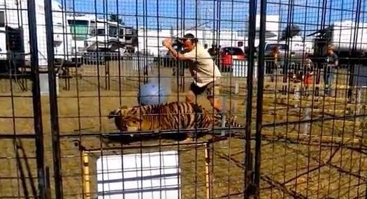 Tilskuere ser på at sirkus-tiger blir pisket ubarmhjertig etter angrep mot treneren