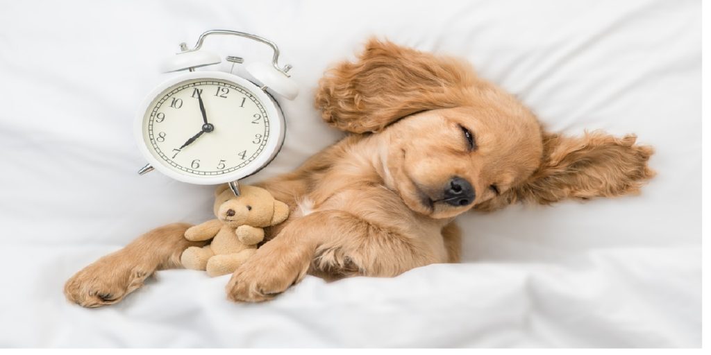 Bør hunden sove hos deg? Veterinæren avgjør søvndebatten