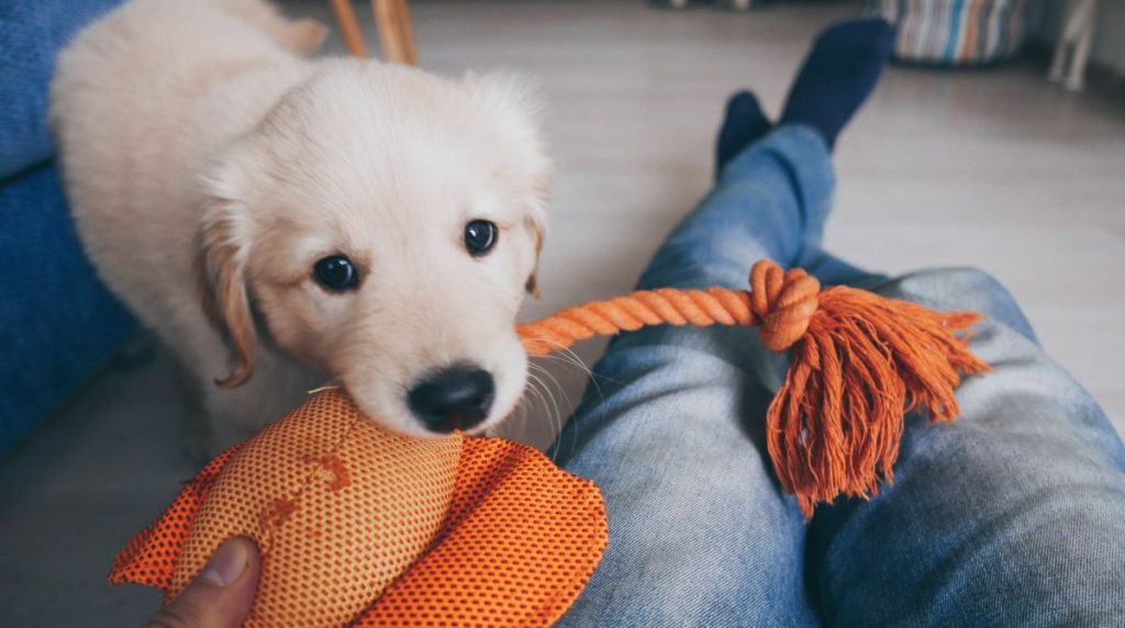 Hvor lenge kan hunden din være alene hjemme? Ikke ignorer disse varseltegnene