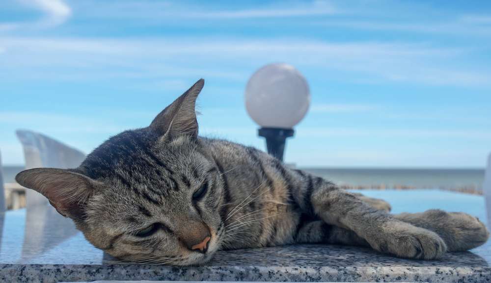 Derfor elsker katter å ligge på harde, kalde betongklosser