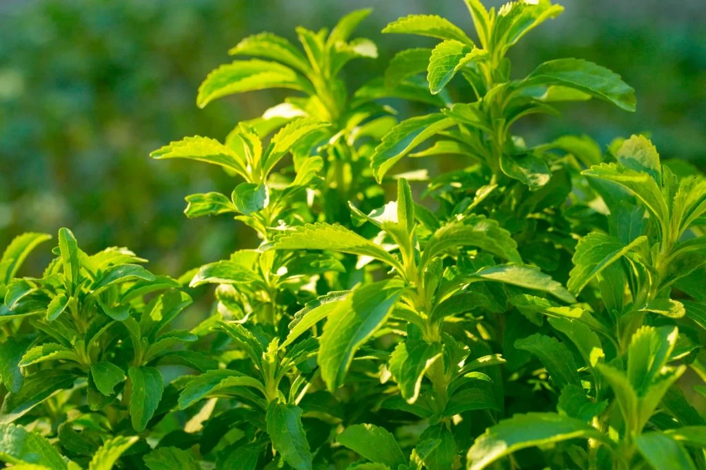 Professor med gode nyheter: Har funnet planten som kan kurere kreft