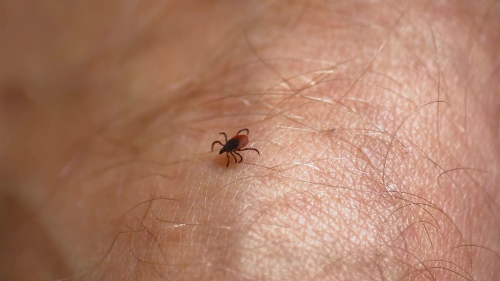 Aldri før har så mange fått borreliose i juli