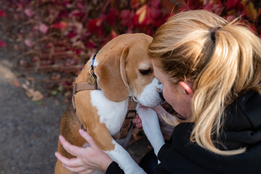 Unngå separasjonsangst: Slik forbereder du hunden din på hverdagen etter ferien