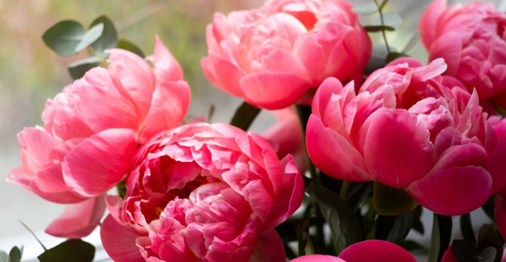 10 blomster du kan gi partneren din – og hva de betyr