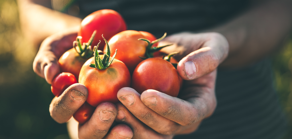 Derfor blomstrer ikke tomatplantene dine – og slik løser du det