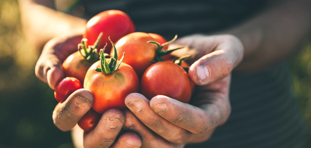 Derfor blomstrer ikke tomatplantene dine – og slik løser du det